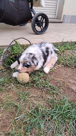 Cucciola di pastore australiano