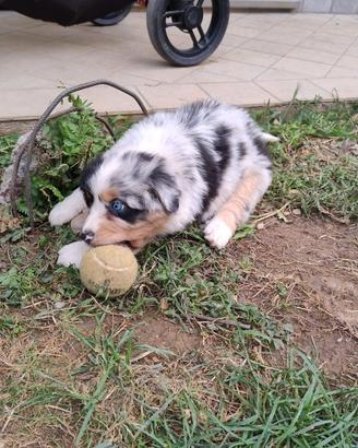 Cucciola di pastore australiano
