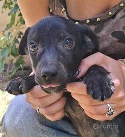 Maki: cucciolo