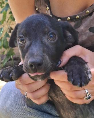 Maki: cucciolo