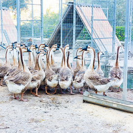 Oche cignoidi adulte