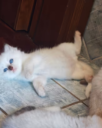 Cuccioli Ragdoll