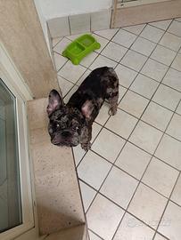 Bulldog francese