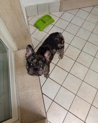 Bulldog francese