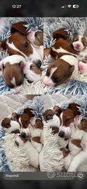 Cuccioli Jack Russell terrier