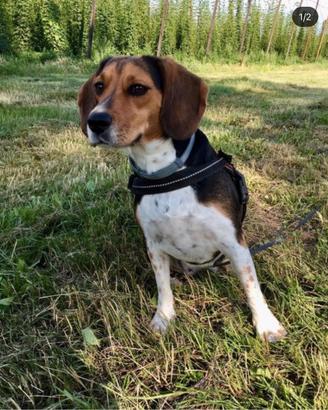 Beagle