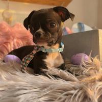 Chihuahua maschietto