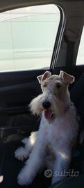 Fox terrier femmina ENCI  20 mesi