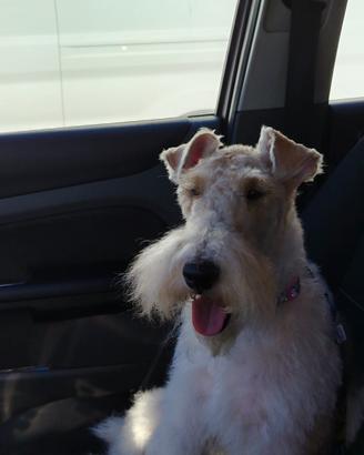 Fox terrier femmina ENCI  20 mesi