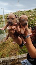 Pitbull