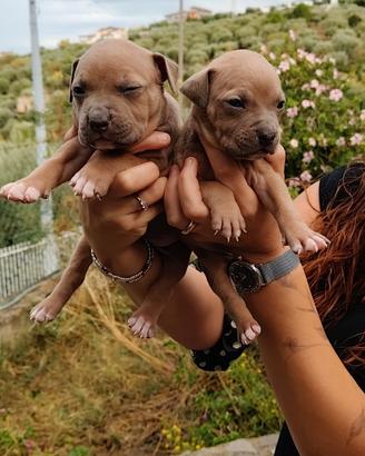 Pitbull