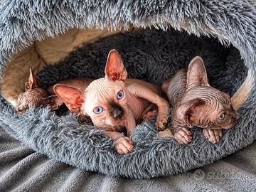 Sphynx