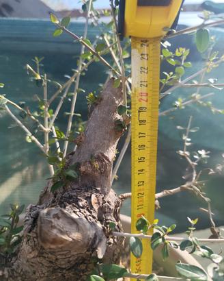 prebonsai olivastro 