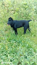 Cane 6mesi incrocio di pastore maremmano e Pitbull