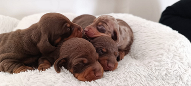 Cuccioli di bassotto con pedigree