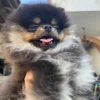 Cucciole spitz Pomerania nano