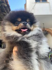 Cucciole spitz Pomerania nano