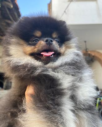 Cucciole spitz Pomerania nano