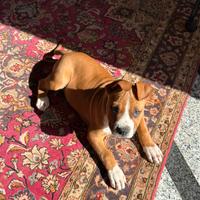 Cucciolo di 80 giorni di Amstaff con pedigree