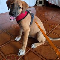 Si regala cucciola dolcissima e tenerissima