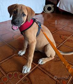 Si regala cucciola dolcissima e tenerissima