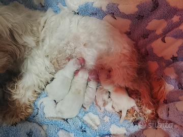 Cuccioli di maltese