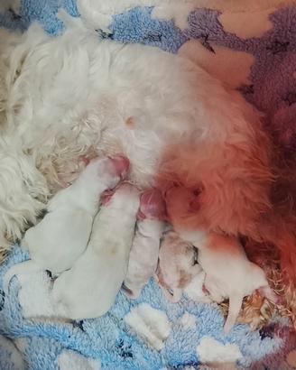 Cuccioli di maltese