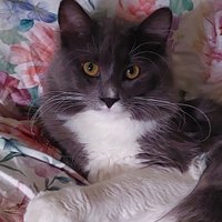 Gatto siberiano per accoppiamento età 1 anno