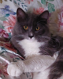 Gatto siberiano per accoppiamento età 1 anno