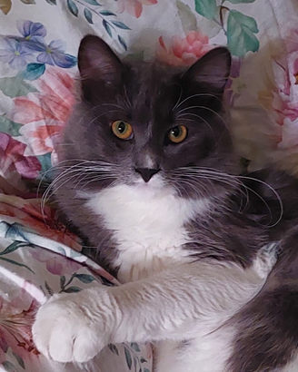 Gatto siberiano per accoppiamento età 1 anno