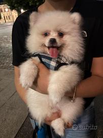 Spiz di Pomerania