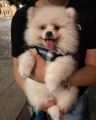 Spiz di Pomerania