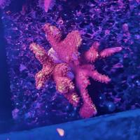 Talea Montipora Samerensis "Bubblegum" (WYSIWYG)