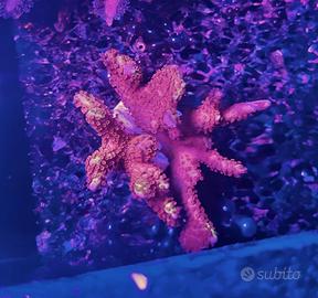 Talea Montipora Samerensis "Bubblegum" (WYSIWYG)