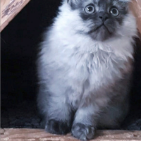 Cuccioli di persiani normotipici MASCHI