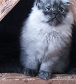 Cucciolo di persiani normotipici MASCHIO