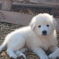 Cuccioli di maremmano