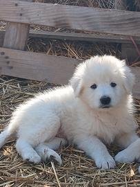 Cuccioli di maremmano