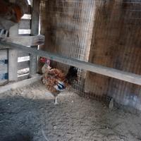 Gallo