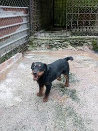 CANI JAGDTERRIER 