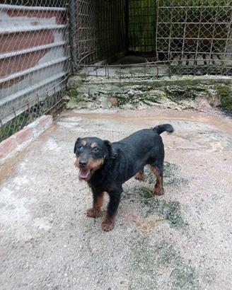 CANI JAGDTERRIER 