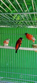 Cardinalini del Venezuela