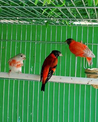 Cardinalini del Venezuela