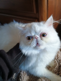 Gattini persiani lazio