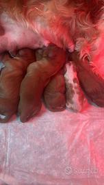Disponibile cavalier King