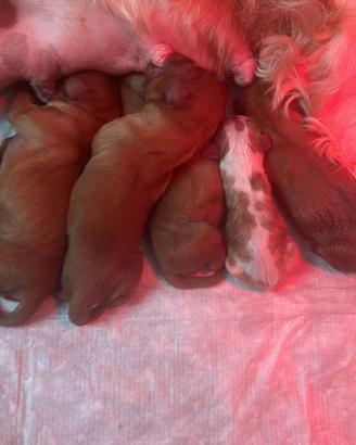 Disponibile cavalier King
