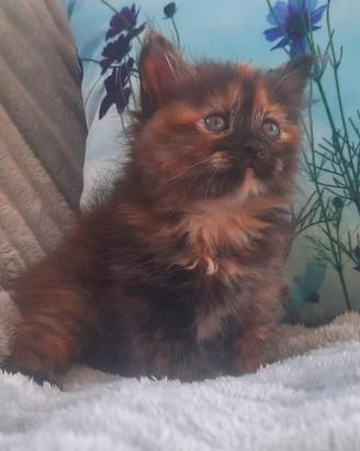 Cuccioli di gatto Maine Coon 