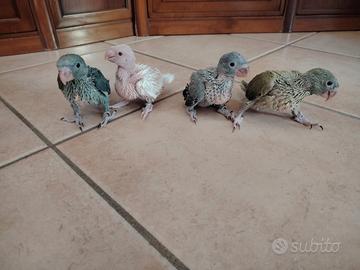 Pulli di parrocchetti dal collare