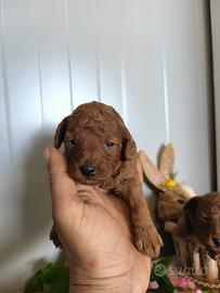 Barboncino Toy Red Pedigree enci