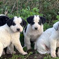 Cuccioli Asia centrale